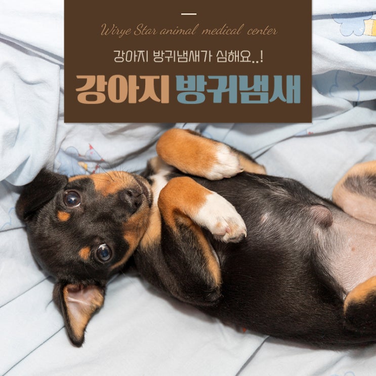  강아지 방귀냄새 심할때, 단순한 소화 문제 때문일까?