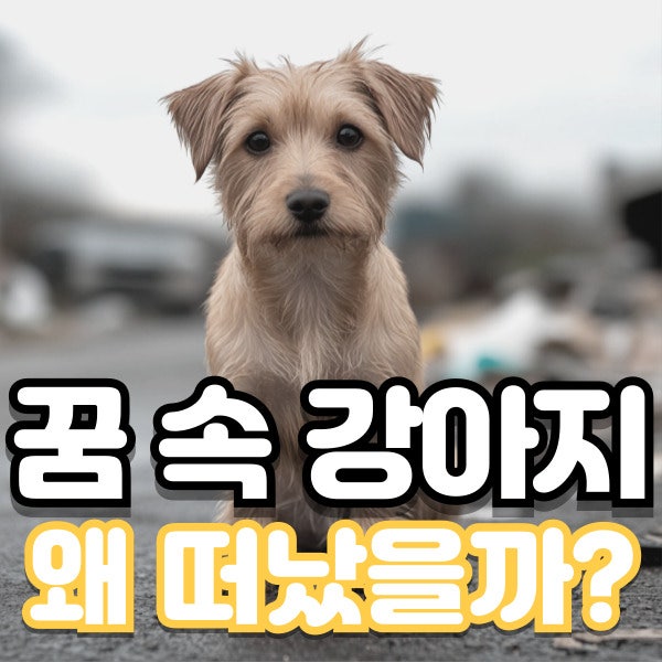 강아지 잃어버리는 꿈, 꿈에서조차 눈물나던 이유 ㅠㅠ