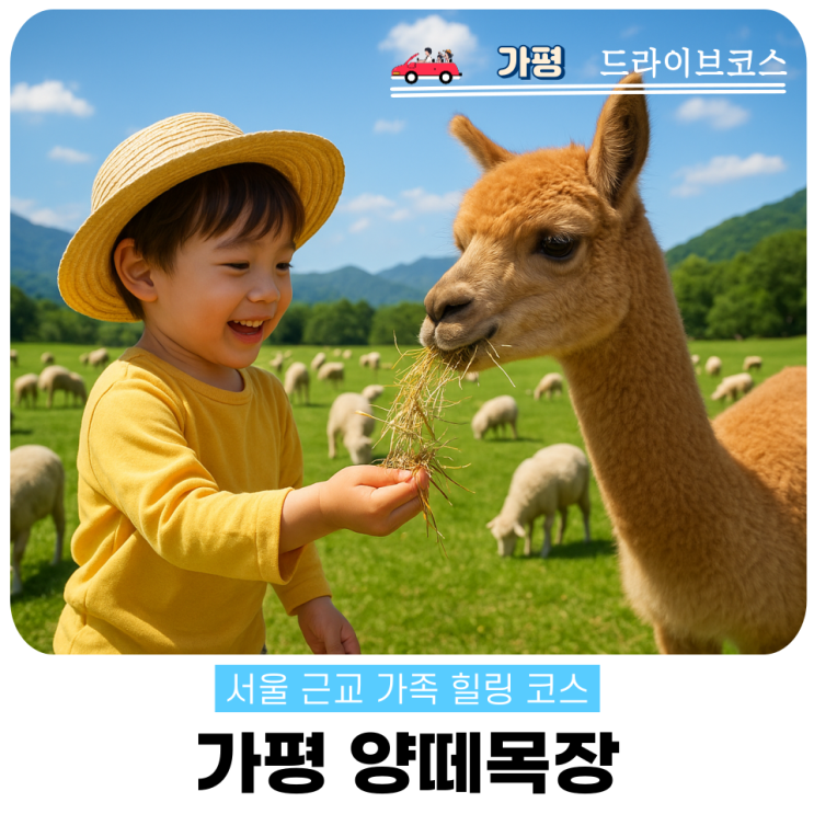  가평 양떼목장 알파카 체험 가족나들이 경기투어패스 이용법