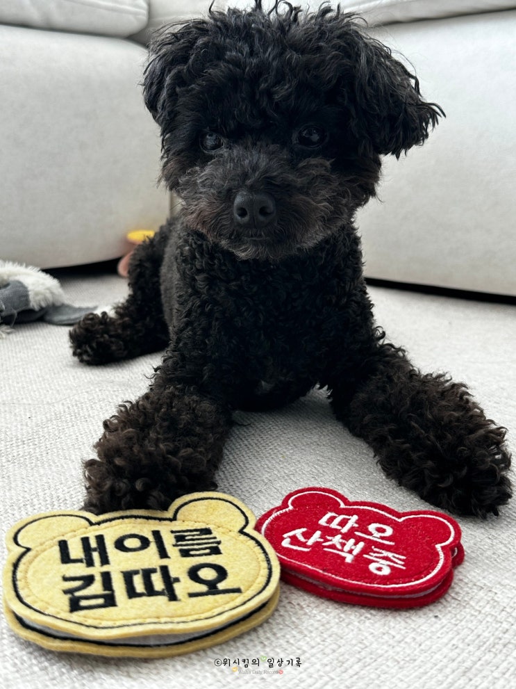  강아지 네임택 산책와펜 귀여운 포근클럽에서 구매