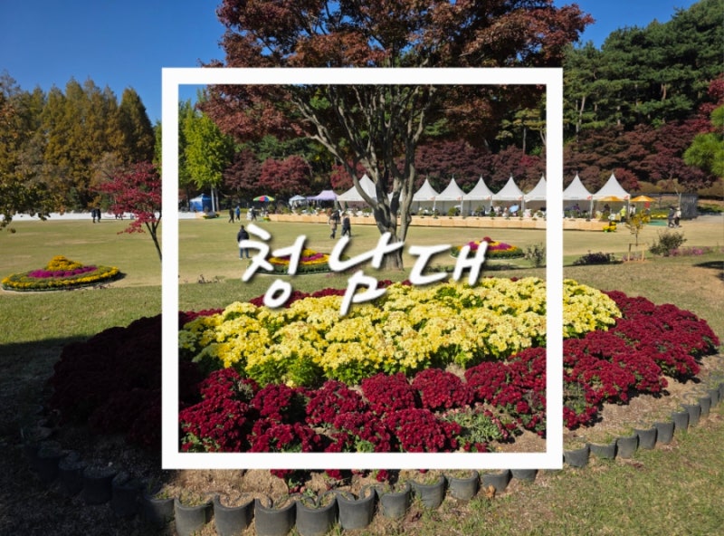 국화는 조금, 가을 감성은 가득했던 청남대 가을축제