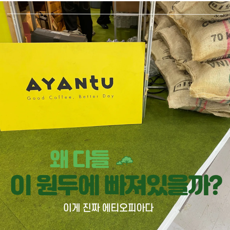  아얀투 커피를 좀 안다는 사람 사이에서 뜬다는 그거
