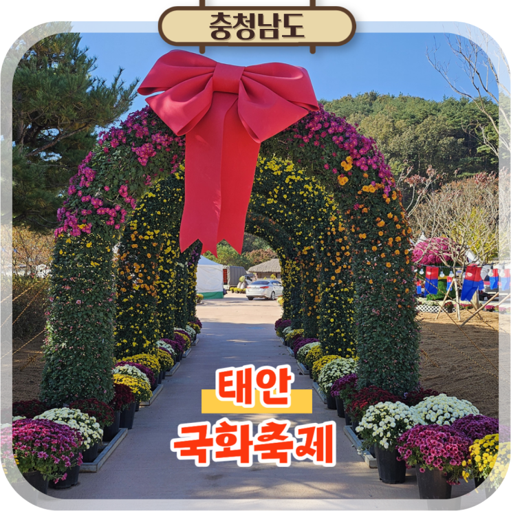  태안 국화축제 2025, 11월 가을꽃축제 아이와 가볼만한곳