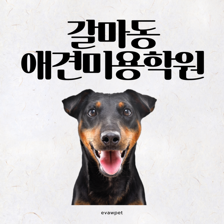  갈마동애견미용학원 비교 후 등록 후기