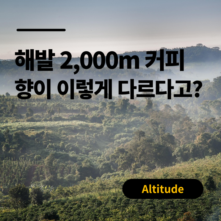  커피산지 해발고도 향미에 어떤 차이를 만들까
