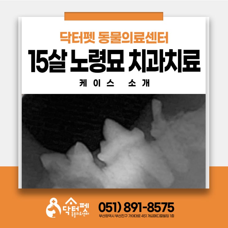  15살 고양이 눈 밑이 이상한 게 이빨 때문이었다? 치근단농양 부산 노령묘 동물병원