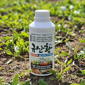 배추 진딧물약 노균병약 스마트한농부 규산황 친환경농약 살충제