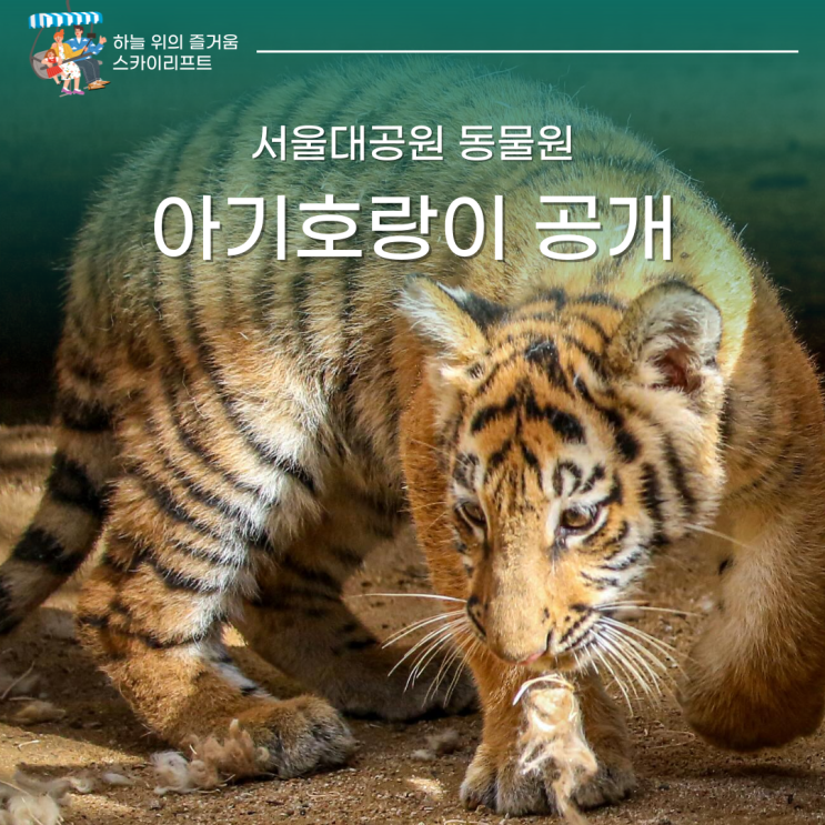 서울대공원 <b>아기호랑이</b> 관람 <b>설호</b> 공개 일정