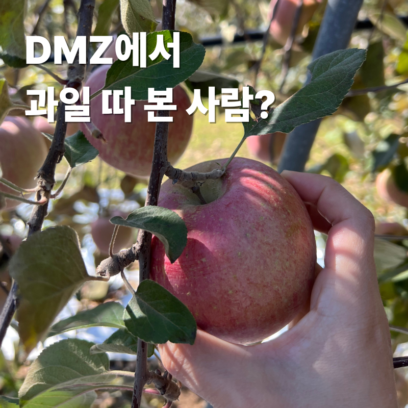 파주 사과따기 체험, 아무나 못하는 DMZ 사과 배 따기