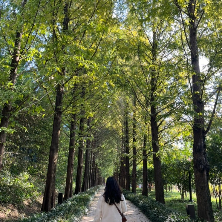  [가보기/경북 영천] 영천 당일치기 여행 대구 근교 드라이브 가볼만한곳 영천 반나절 당일치기 가을 나들이