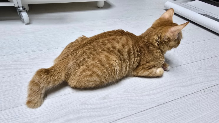  고양이 모카 최근 체중 변동… 왜 오늘은 숫자가 조금 다를까?