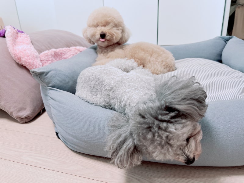 강아지꿈 해몽 상황별 길몽 흉몽 태몽