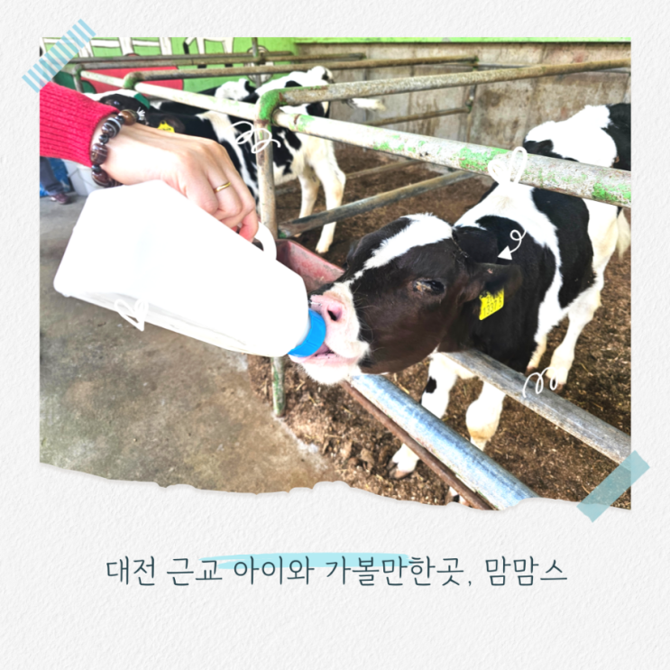  대전 근교 아이와 가볼만한 곳 맘맘스 체험농장 피자 만들기부터 동물 먹이 주기까지