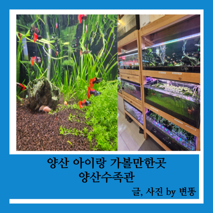  양산 아이랑 가볼만한곳: 양산수족관(생각보다 규모가 작아서 실망했답니다ㅠ)