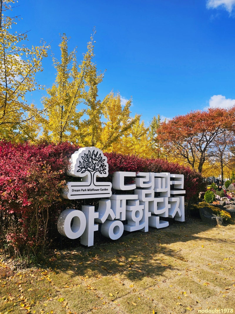 인천 드림파크국화축제 2025 야생화단지 주차 가을꽃밭 산책코스