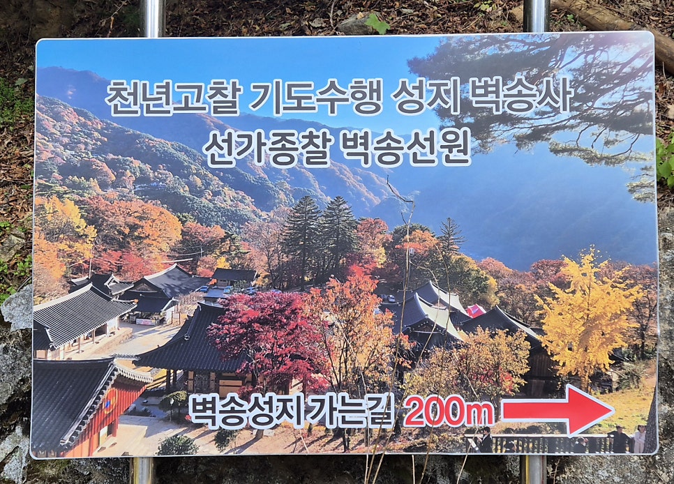 지리산황금나무 사진 1