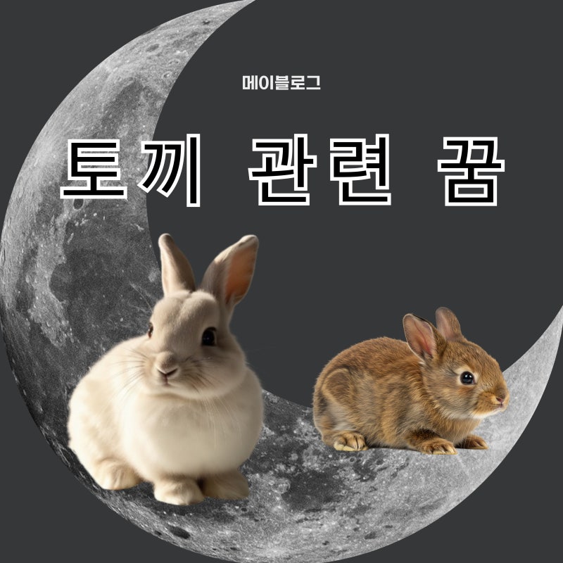 하얀 토끼 꿈, 검은색 토끼 꿈, 토끼가 집으로 들어오는 꿈, 토끼가 새끼 낳는 꿈, 토끼가 도....