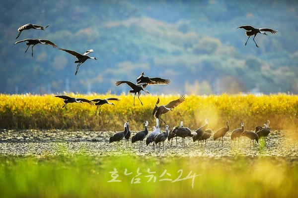  한국관광공사도 반한 ‘순천만 흑두루미 탐조여행’