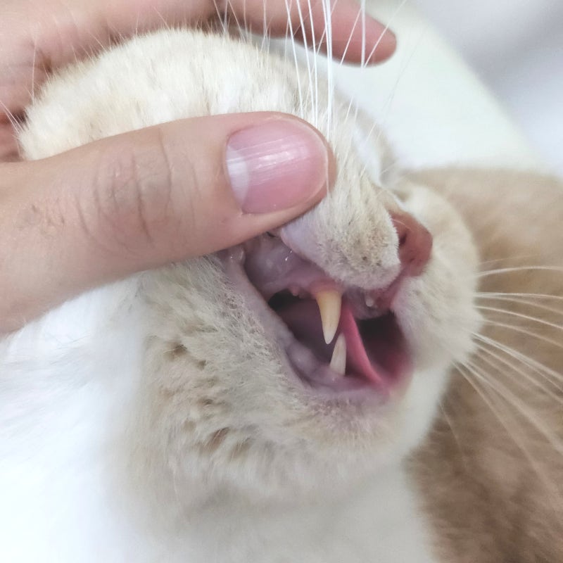 유어벳 덴탈스프레이, 고양이 치석 싹 줄어든 이유