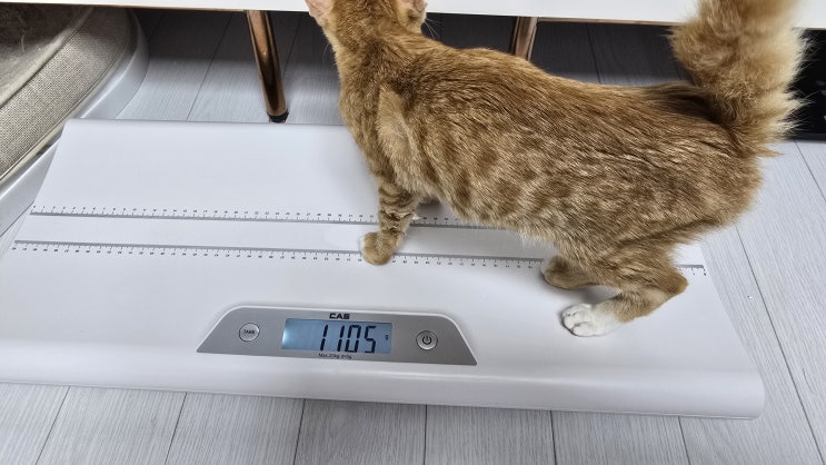  고양이 성장기 체중관리 현실 노트, 숫자만 믿었다가 크게 배운 내용들 (모카 기준)