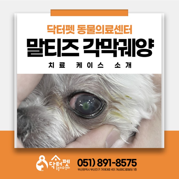  눈을 못 뜨던 8살 말티즈 각막궤양 부산 사상구 강아지 동물병원