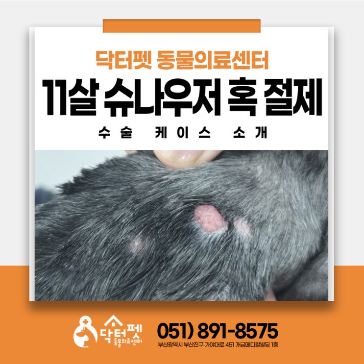  11살 슈나우저 혹 제거 수술 노령견 부산 종양제거수술 동물병원