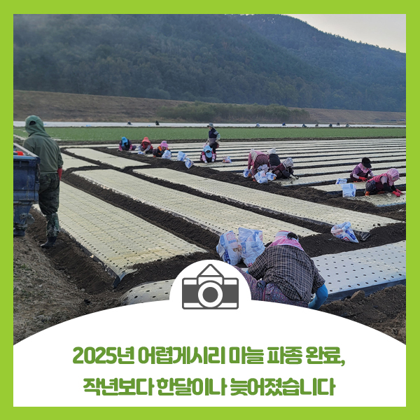  2025년 어렵게시리 마늘 파종 완료, 작년보다 한달이나 늦어졌습니다
