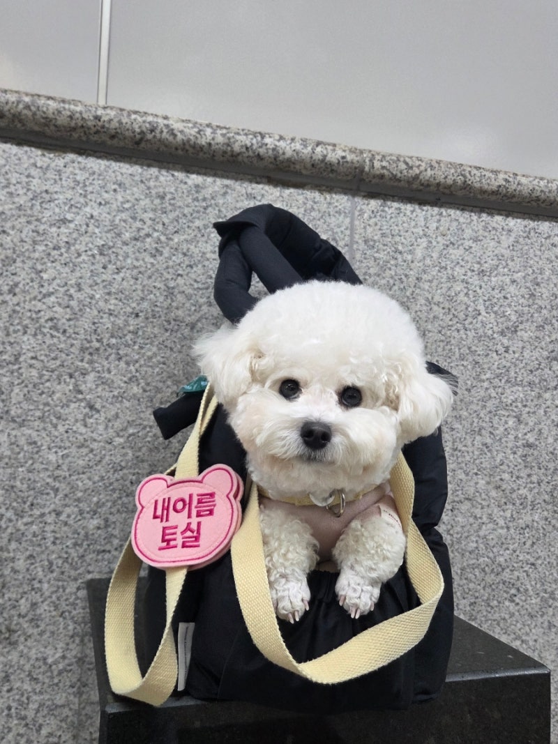 강아지 산책와펜으로 완성하는 펫티켓, 너무 만족스러운 강아지이름표 후기