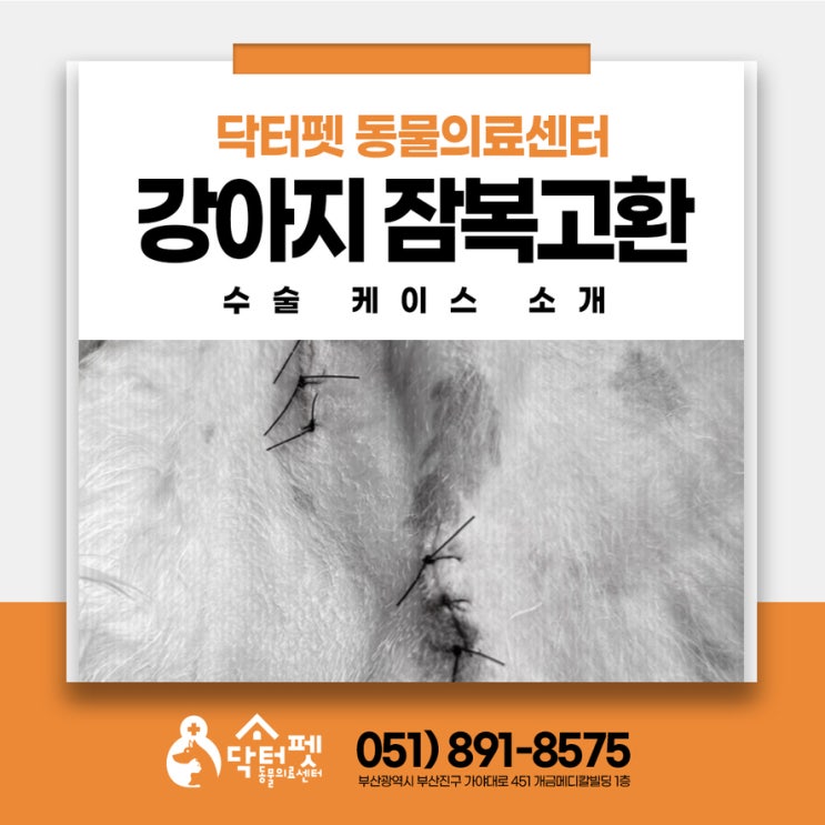  1살 믹스견 잠복고환 중성화수술 피하잠복 부산 사상 주례 강아지 동물병원