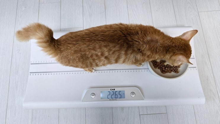  고양이 FIP 63일차 — 모카의 갑자기 되살아난 ‘장난 치는 본능’