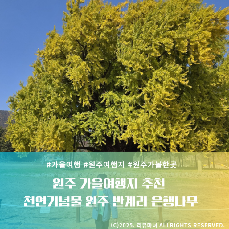  원주 가을 여행지 추천 : 반계리 은행나무 (실시간 CCTV 확인 방법)