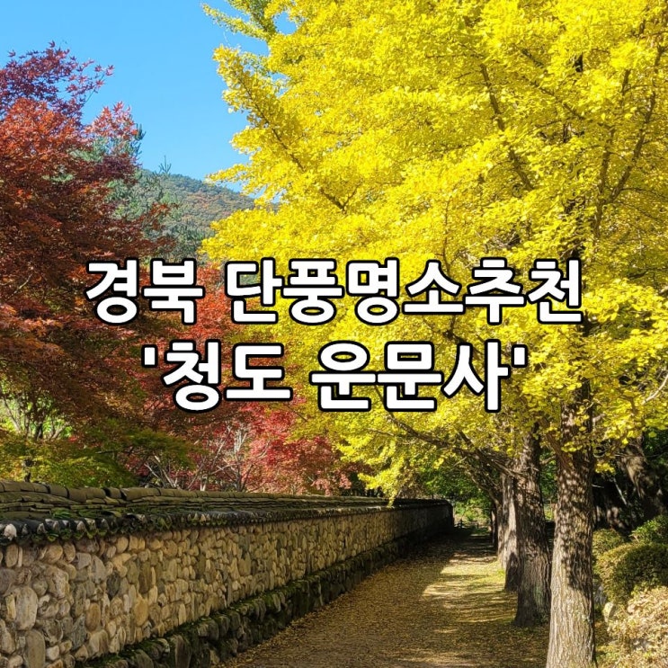  경북 단풍명소 가을여행지 추천 청도 '운문사' 단풍현황
