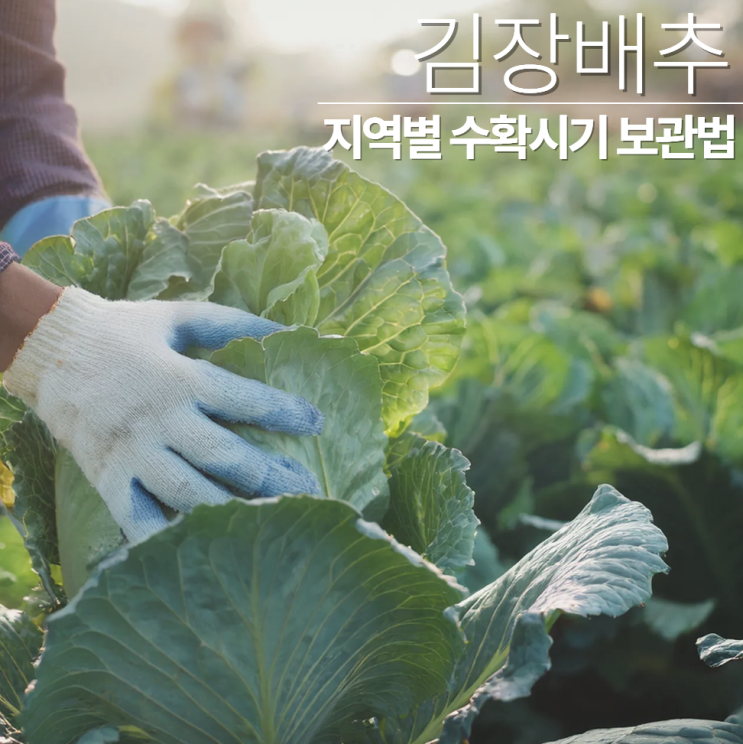  김장배추 수확시기 지역별, 보관법