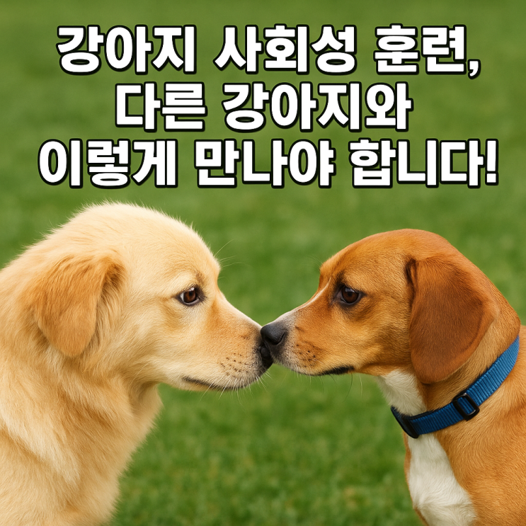   강아지 사회성 훈련, 언제 어떻게 시작해야 할까?