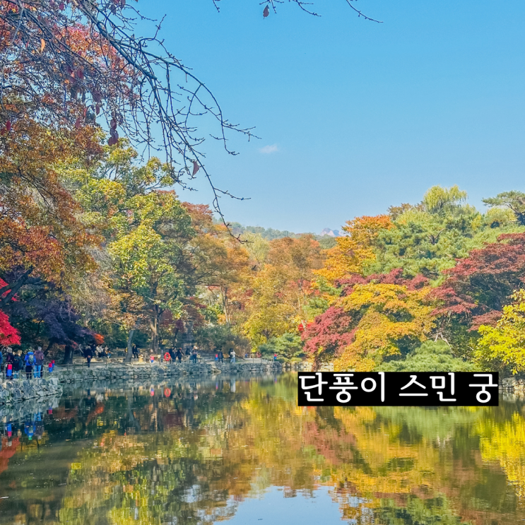  서울 단풍명소 창경궁 포토존 야간개장 입장방법