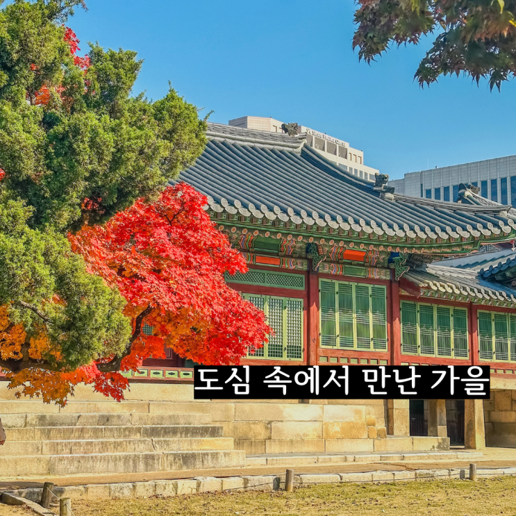  서울 종로 가볼만한곳 단풍명소 덕수궁 가을풍경