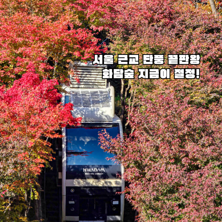  [광주 화담숲 단풍 실시간] 2025년 11월 절정! 모노레일 예약·화담채 관람까지 총정리