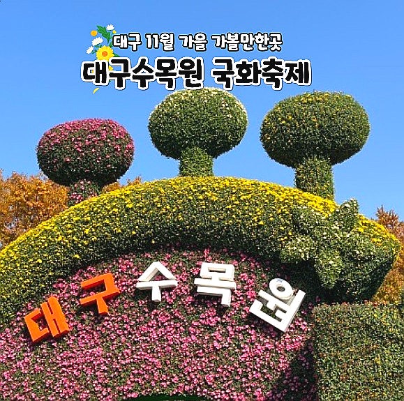  대구수목원 국화축제 11월 대구 가을 가볼만한곳