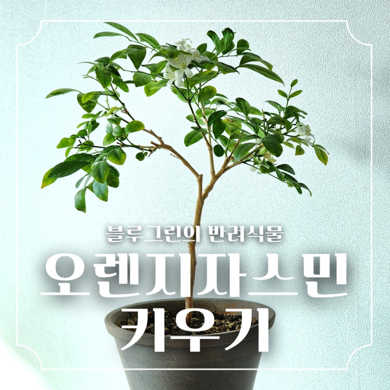 오렌지자스민 키우기 팁 꽃 화분 가지치기 총정리