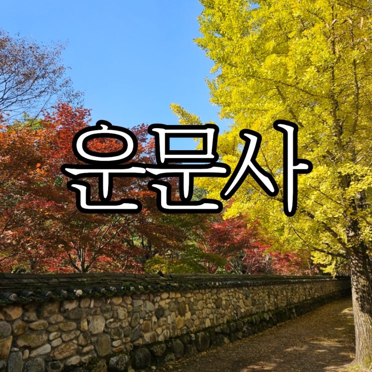  11월 여행지 추천 경북 청도 가볼 만한 곳 '운문사' 은행나무 현황