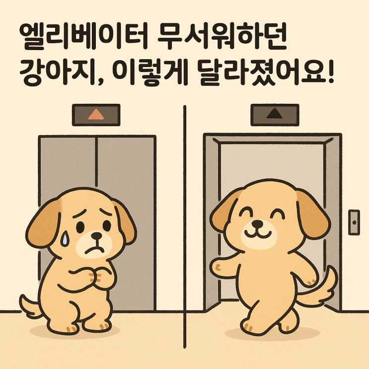  엘리베이터 무서워하는 강아지, 이렇게 훈련하면 금세 적응해요!
