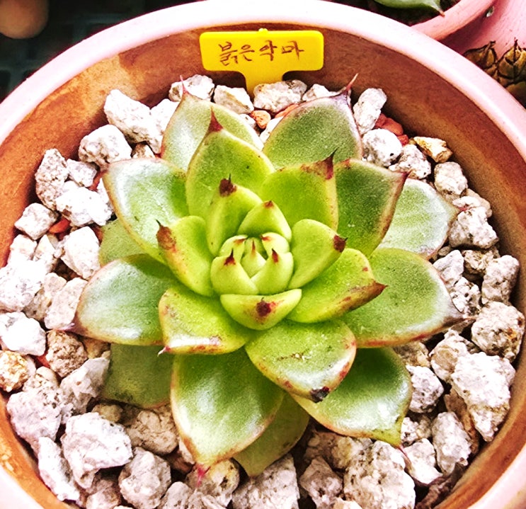  20251106 붉은악마, 꽃기린