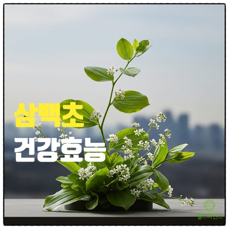 만성 염증부터 미세먼지까지! 삼백초가 지켜주는 '현대인의 건강 솔루션'