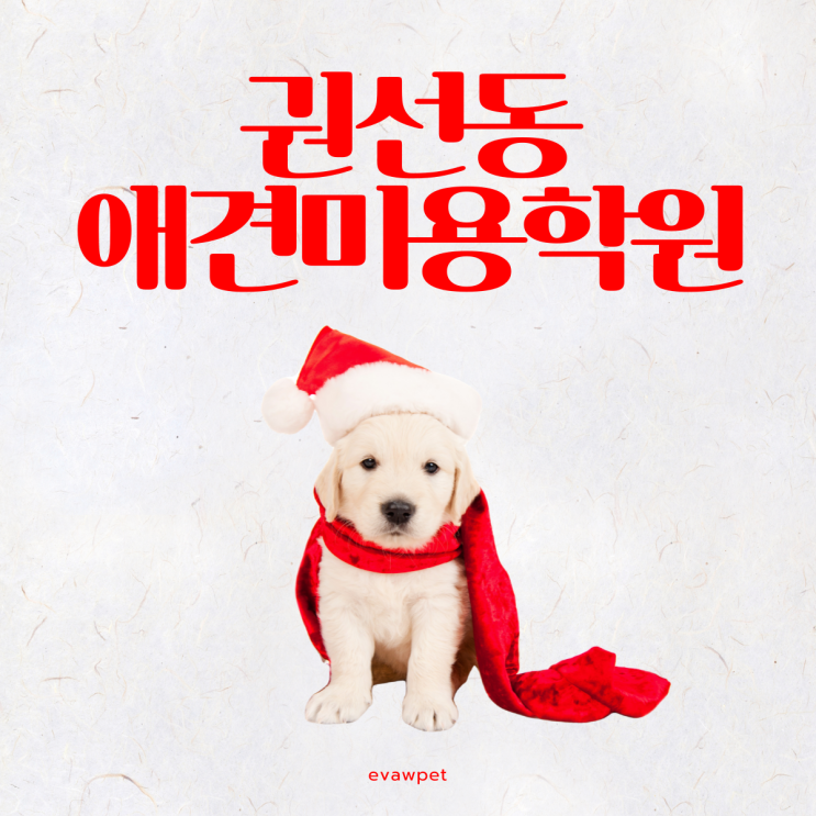  수원 권선동애견미용학원 후기(반려견 동반 가능)