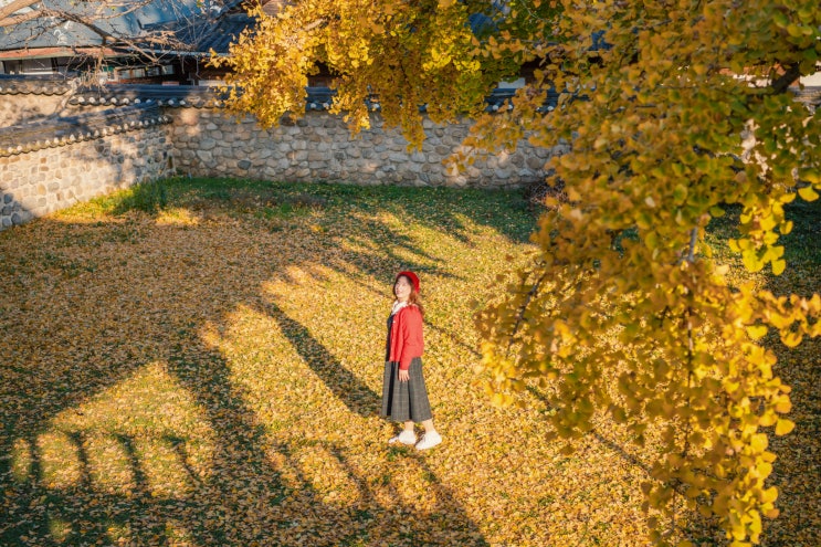  가을이면 노란 은행나무를 만날 수 있는 곳 - 전주향교(24.11.22)