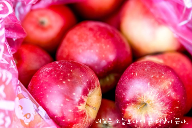 밀양 여행 산내면 레드애플팜 얼음골사과 체험으로 달콤한 하루