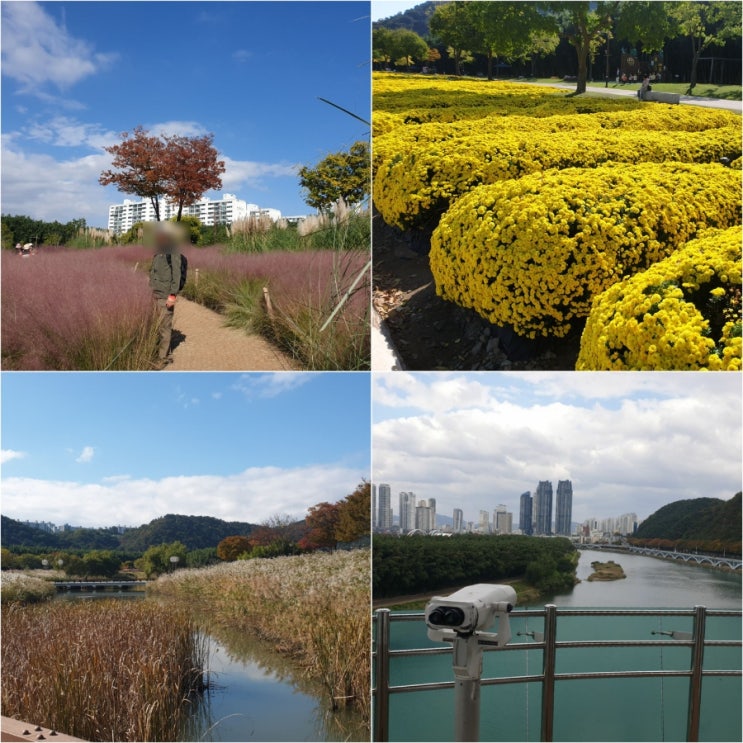  울산 태화강 국가정원 핑크뮬리 명소 전기관람차 십리대숲 전망대 후기