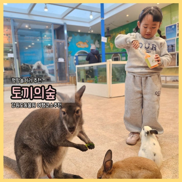  평창놀거리 추천: 강원도동물원 토끼의숲에서 만난 귀여웠던 힐링 하루