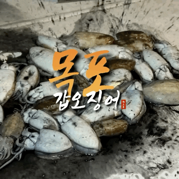 목포 갑오징어 낚시 초대박 마릿수 포인트 탐사 성공