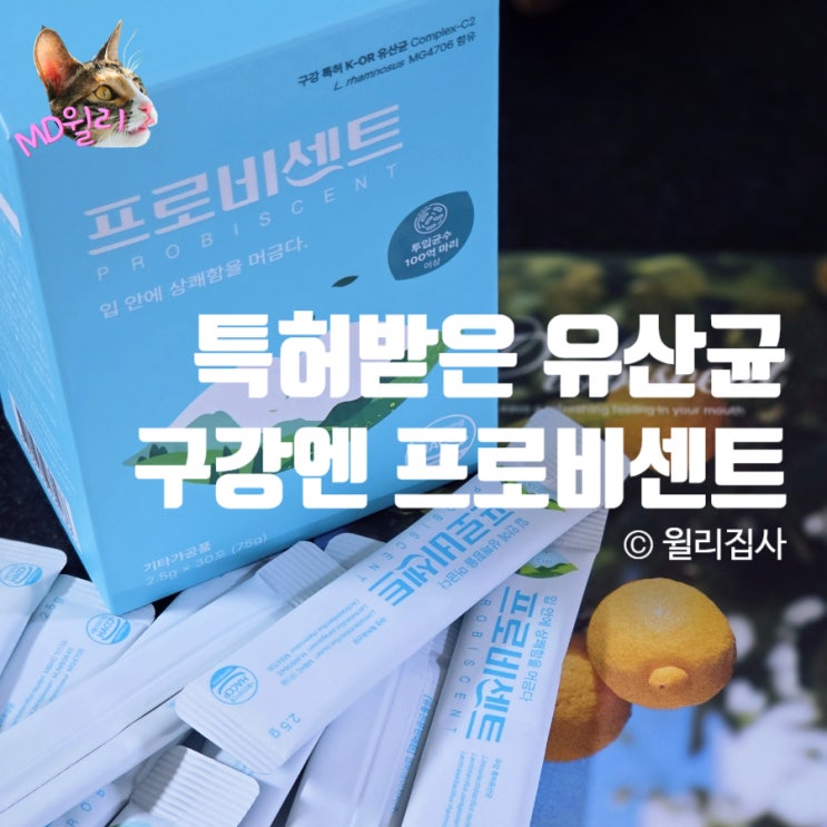  구강유산균 프로비센트 자체개발 특허 잇몸유산균